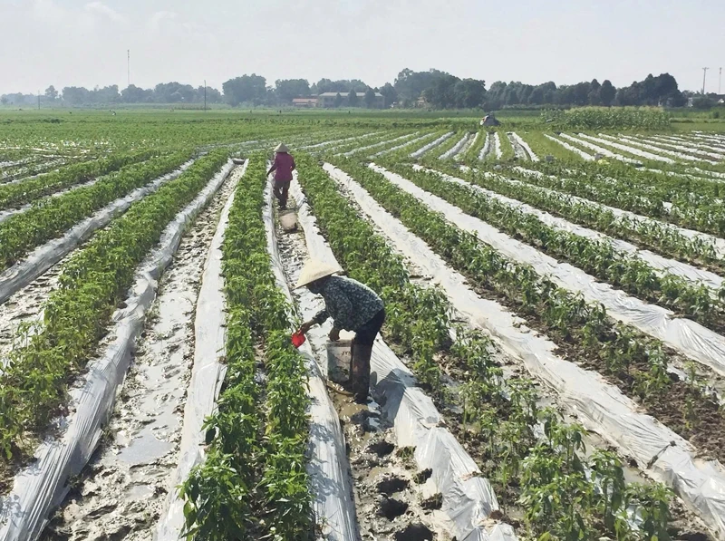 Ươm “chồi xanh” nơi “rốn lũ”