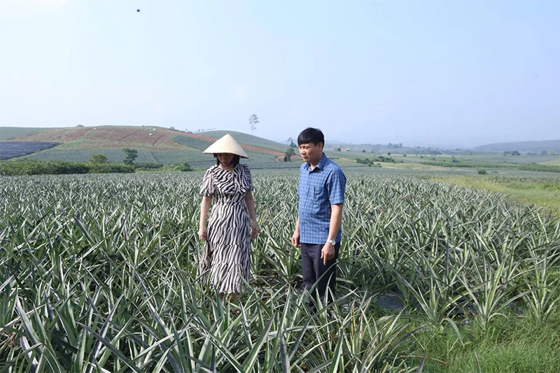 Hỗ trợ thành viên phát triển vùng nguyên liệu dứa bền vững