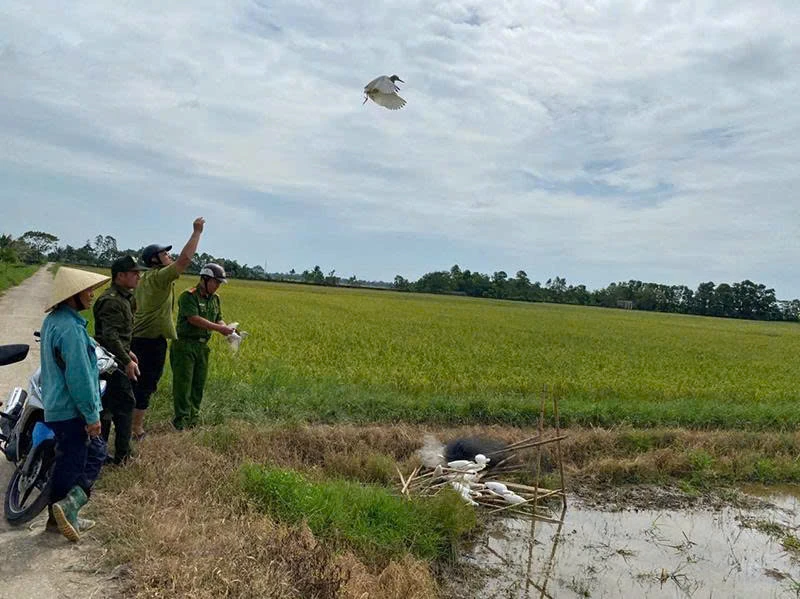 Ngăn chặn tình trạng bẫy, bắt chim hoang dã