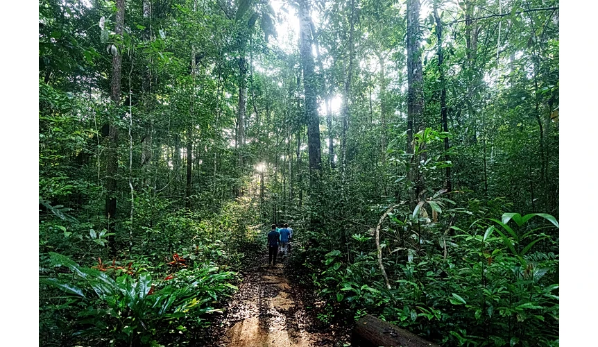 COP30: Tổng thống Brazil kêu gọi giảm nhiên liệu hóa thạch, Đức cam kết hỗ trợ quỹ bảo vệ rừng nhiệt đới