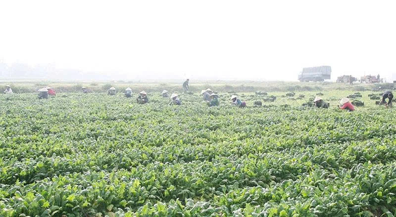 “Đòn bẩy” để HTX nông nghiệp phát triển bền vững