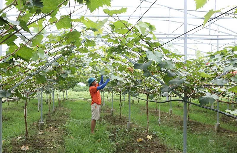 Sản xuất nông nghiệp gắn với bảo vệ môi trường