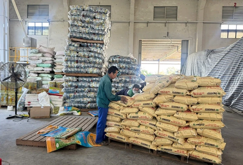 Tập trung cung ứng giống lúa theo Chương trình hỗ trợ nông dân vùng ảnh hưởng bão, lũ