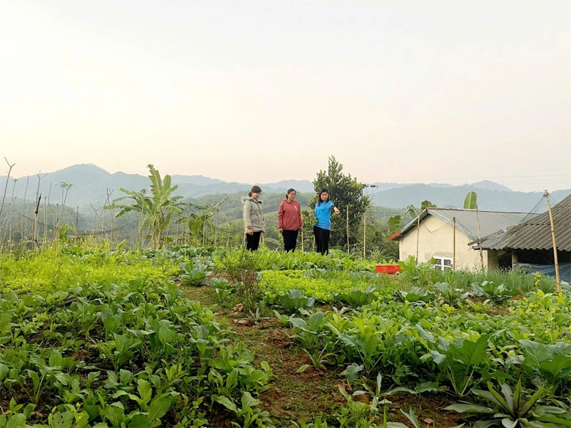 Mỗi gia đình một vườn rau xanh