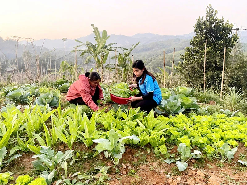 Mỗi gia đình một vườn rau xanh