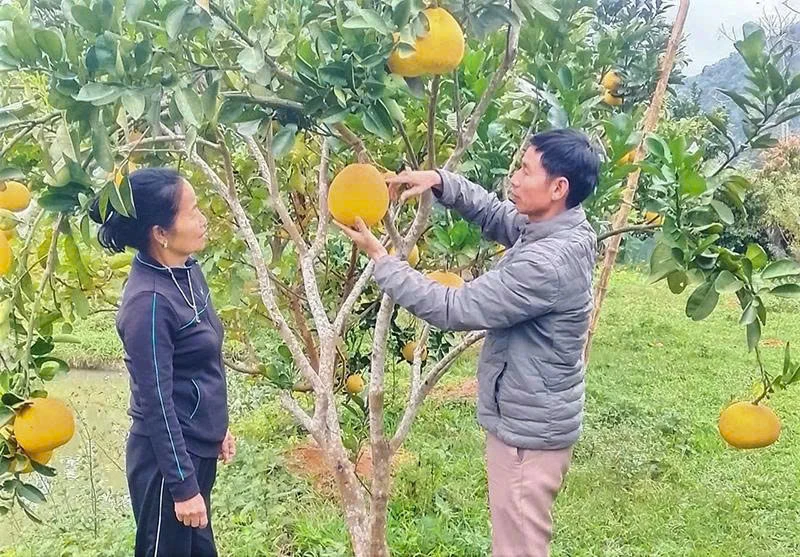 Bí thư chi bộ dân tộc Mường trách nhiệm với công việc