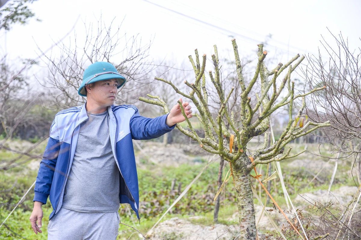 Đào chết sau mưa bão, người dân Quảng Chính lo sinh kế vụ Tết