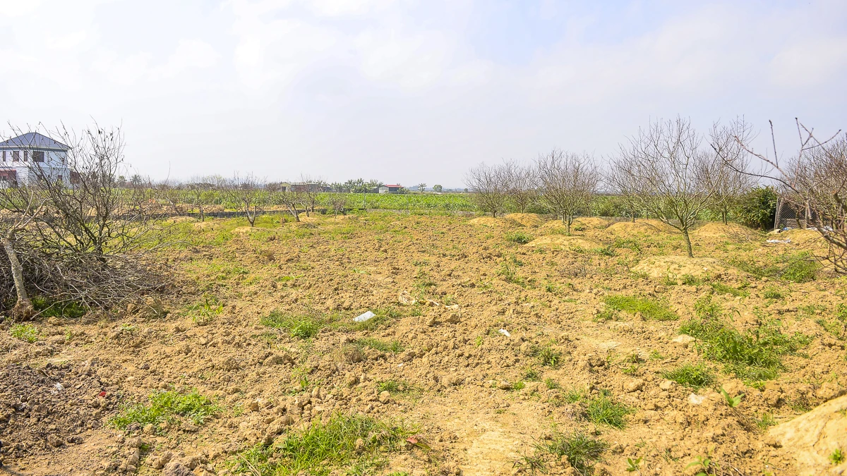 Đào chết sau mưa bão, người dân Quảng Chính lo sinh kế vụ Tết