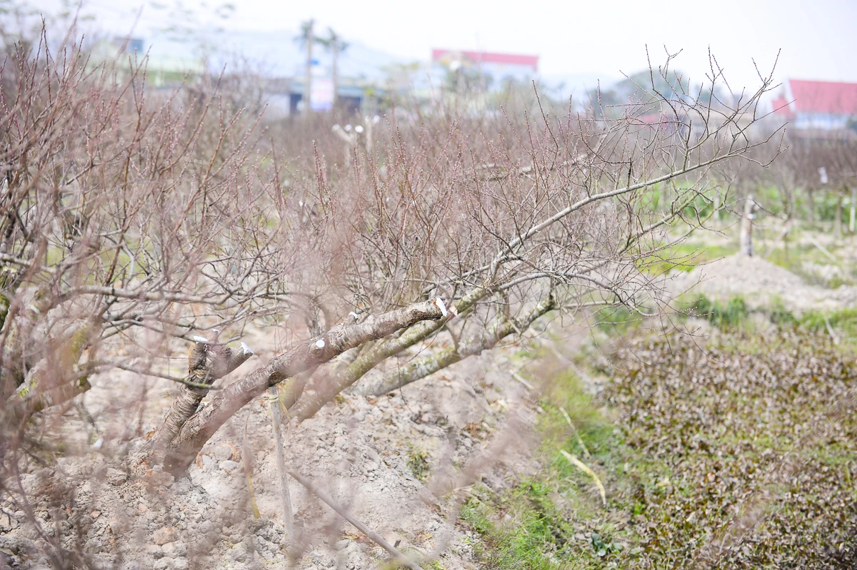 Đào chết sau mưa bão, người dân Quảng Chính lo sinh kế vụ Tết