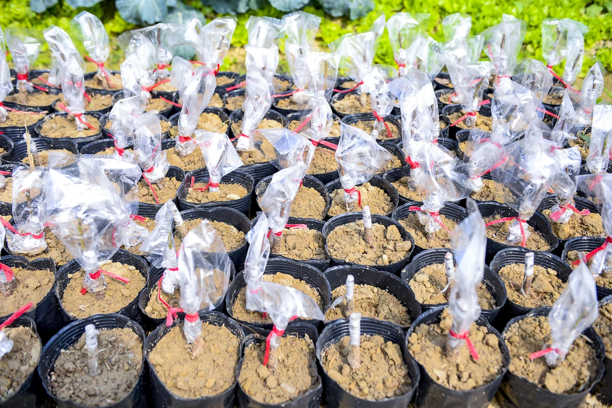 Đào chết sau mưa bão, người dân Quảng Chính lo sinh kế vụ Tết