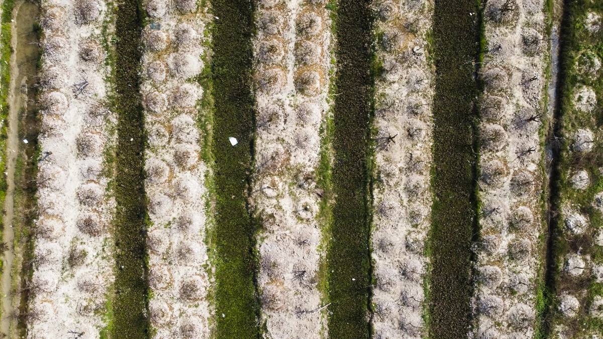 Đào chết sau mưa bão, người dân Quảng Chính lo sinh kế vụ Tết