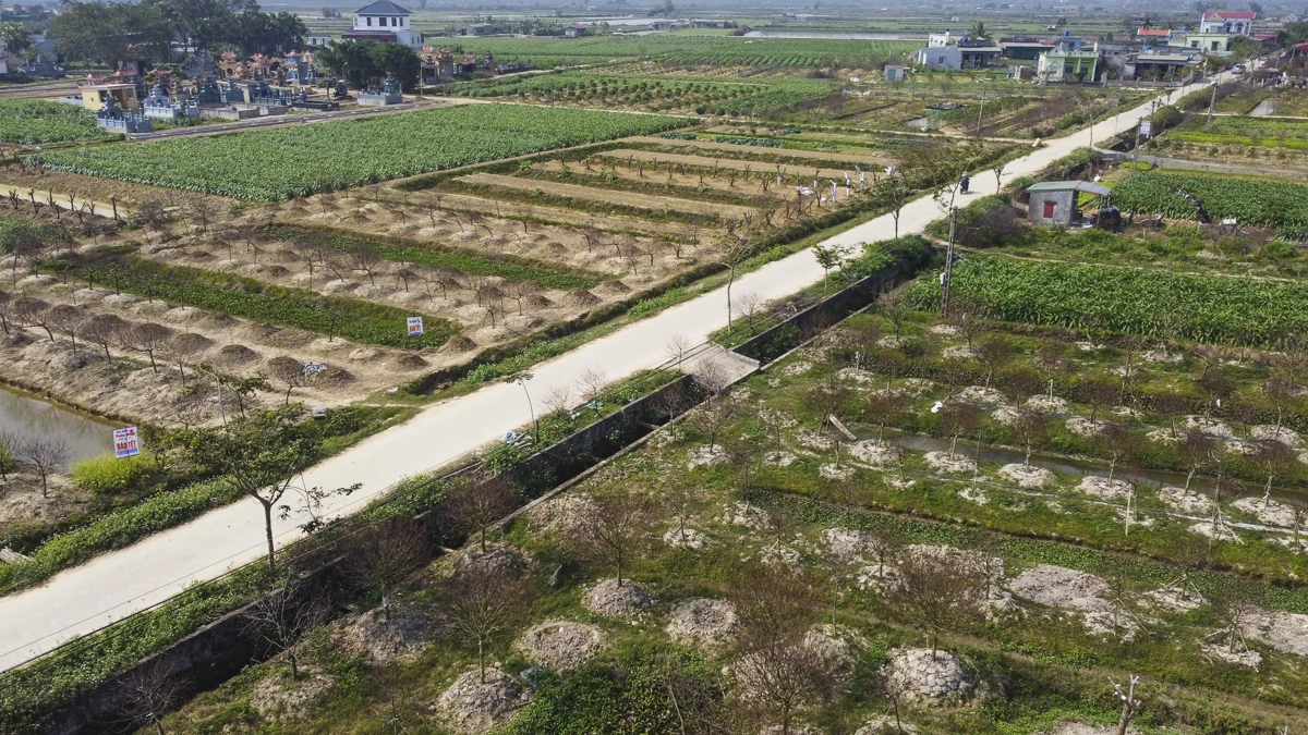 Đào chết sau mưa bão, người dân Quảng Chính lo sinh kế vụ Tết