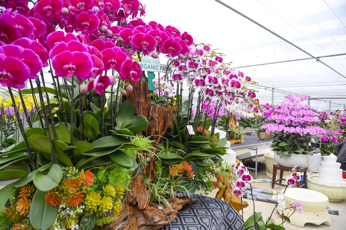 Vườn lan hồ điệp công nghệ cao hơn 3 vạn cây vào vụ Tết