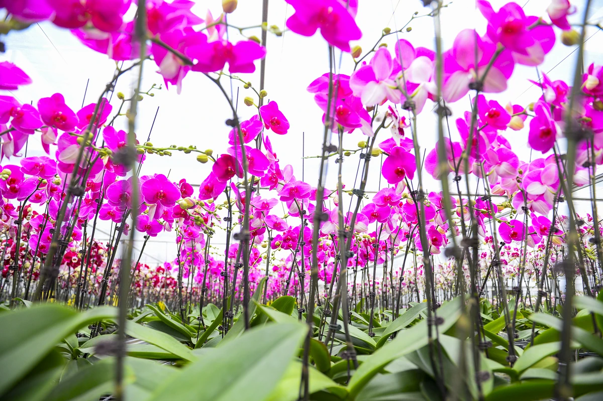 Vườn lan hồ điệp công nghệ cao hơn 3 vạn cây vào vụ Tết