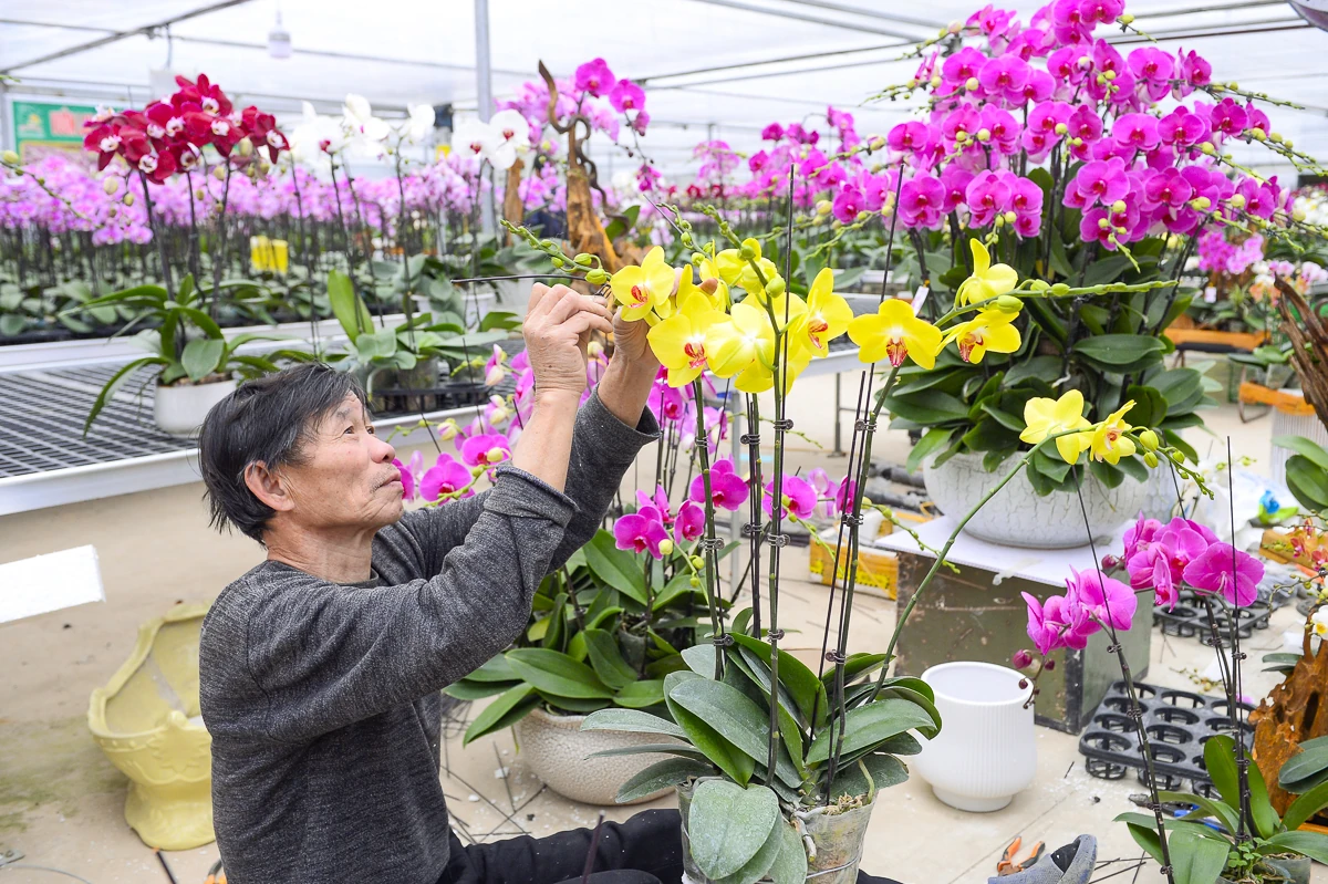 Vườn lan hồ điệp công nghệ cao hơn 3 vạn cây vào vụ Tết