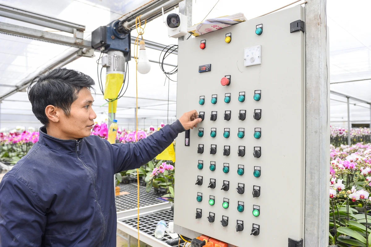 Vườn lan hồ điệp công nghệ cao hơn 3 vạn cây vào vụ Tết