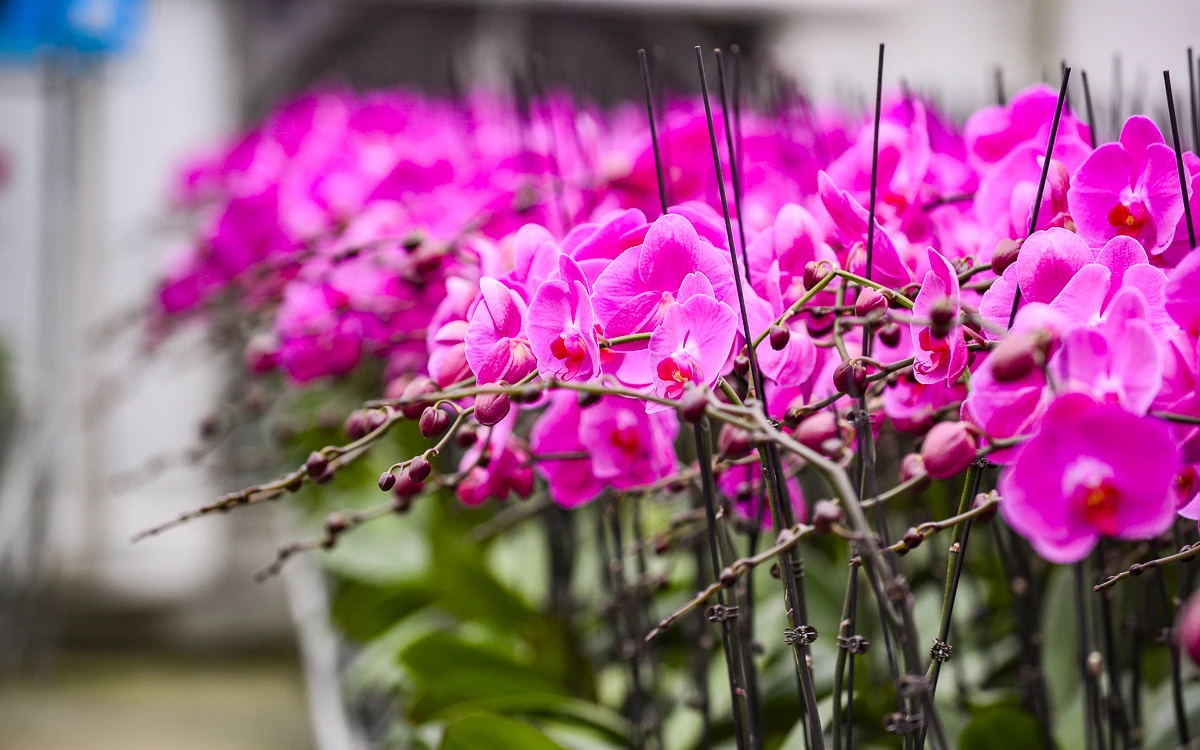 Vườn lan hồ điệp công nghệ cao hơn 3 vạn cây vào vụ Tết