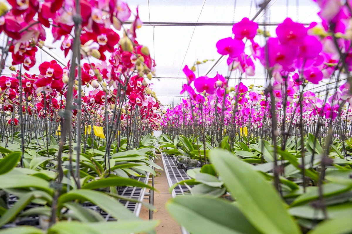 Vườn lan hồ điệp công nghệ cao hơn 3 vạn cây vào vụ Tết