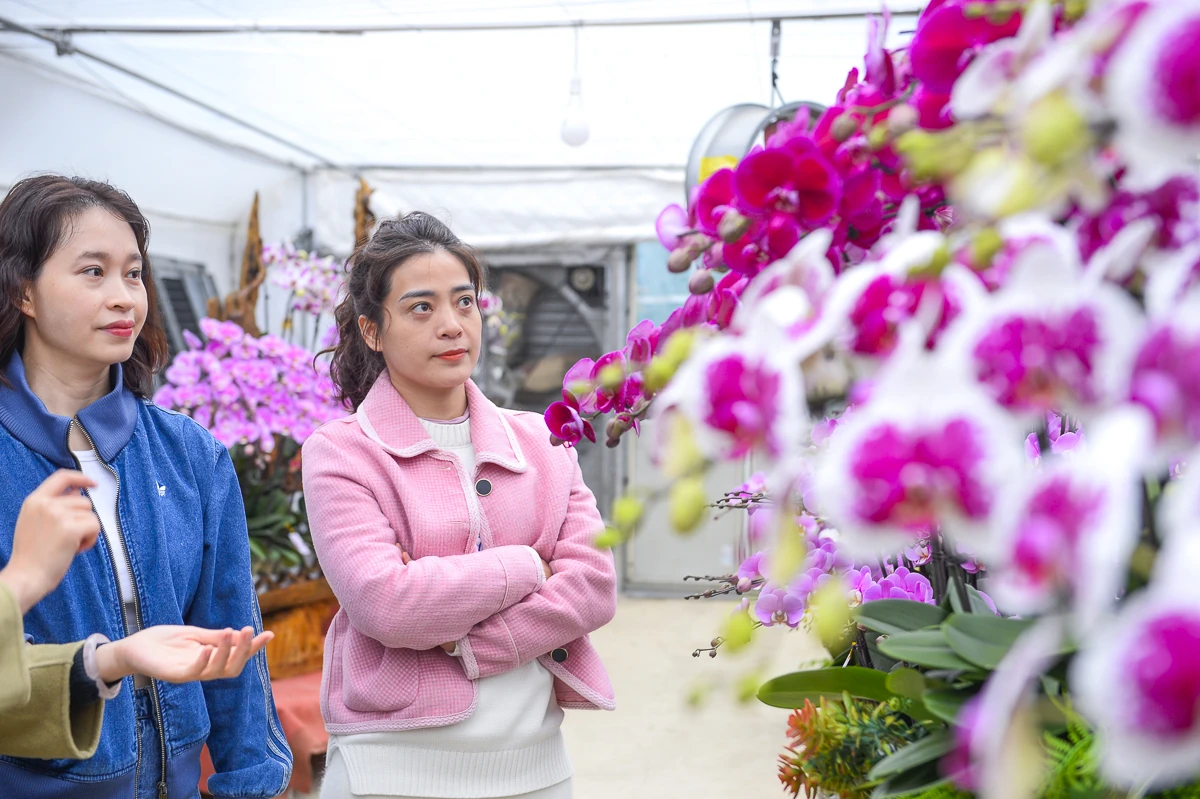 Vườn lan hồ điệp công nghệ cao hơn 3 vạn cây vào vụ Tết