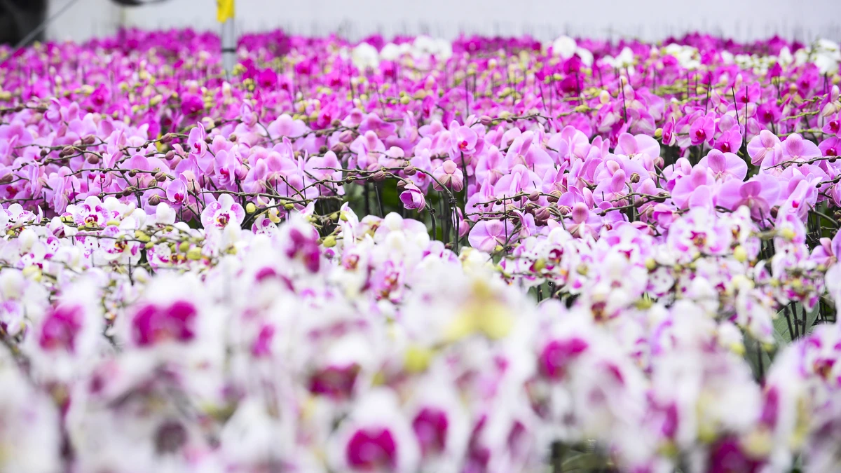 Vườn lan hồ điệp công nghệ cao hơn 3 vạn cây vào vụ Tết