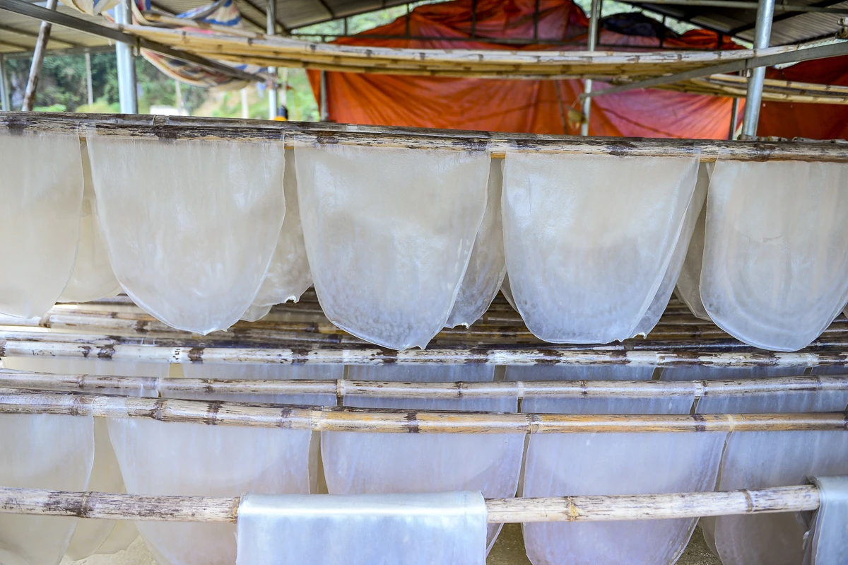 Vùng làm miến dong nổi tiếng ở xứ Thanh vào vụ Tết