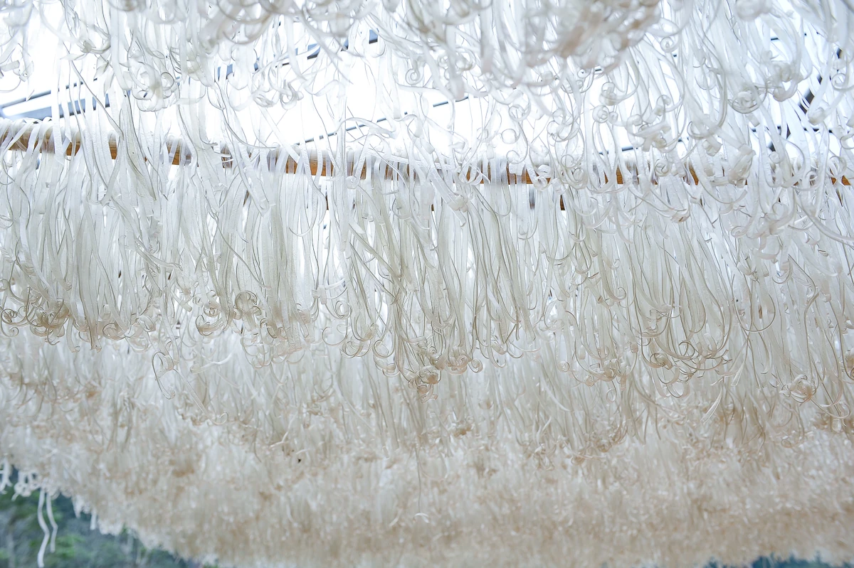 Vùng làm miến dong nổi tiếng ở xứ Thanh vào vụ Tết