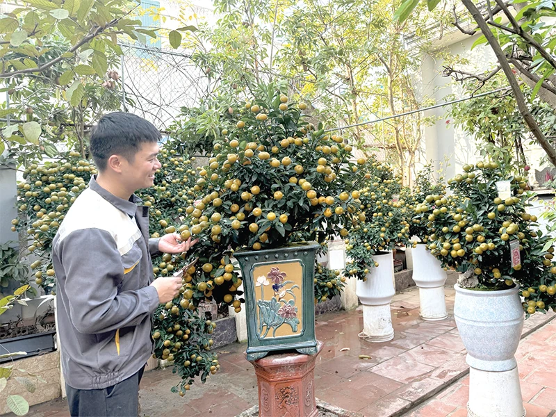 “Thổi hồn” cho quất cảnh