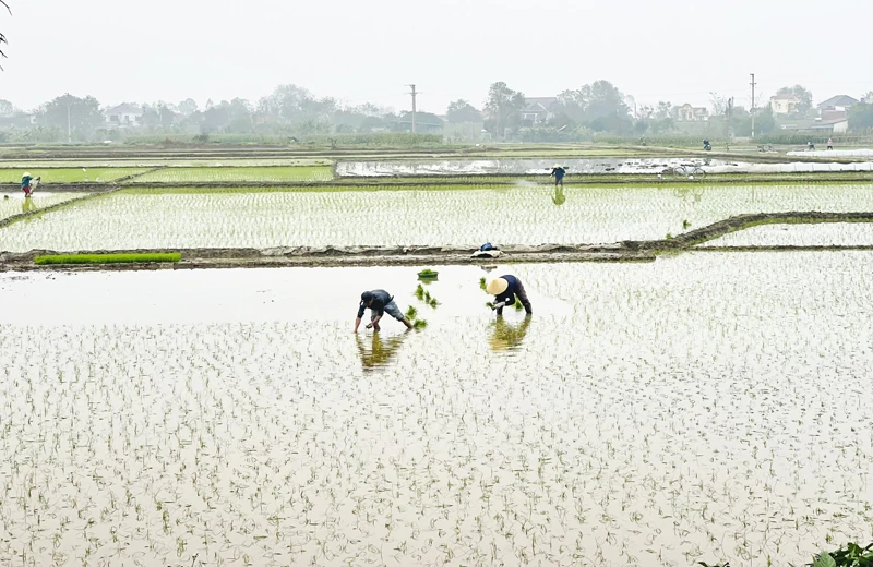 Nông dân tích cực gieo cấy vụ xuân