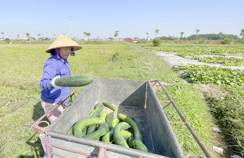 Vụ đông 2025-2026: Thắng lợi “kép”