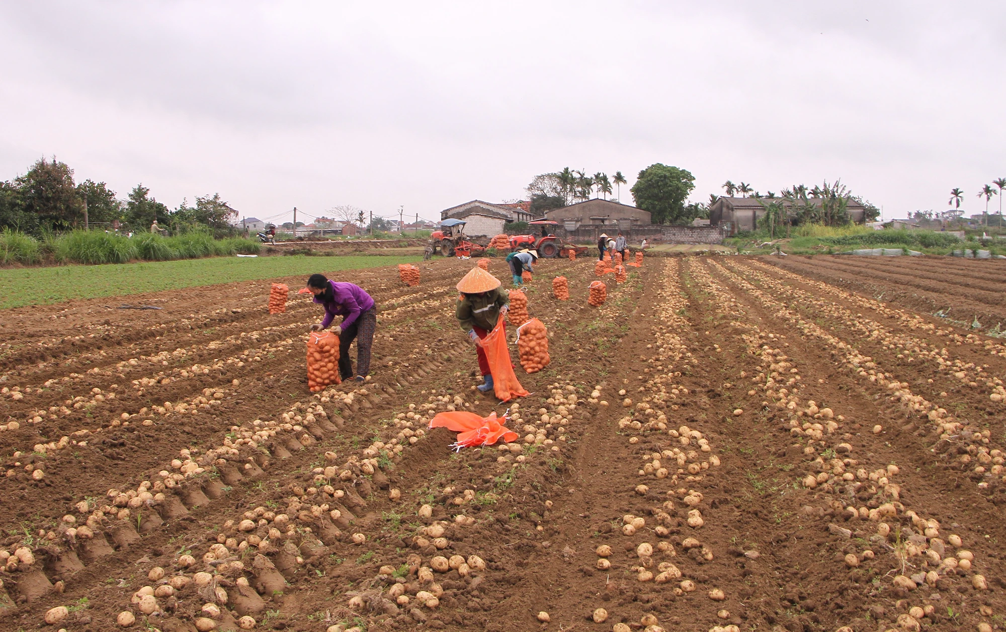 Đánh giá kết quả liên kết sản xuất khoai tây phục vụ chế biến tại xã Nga Sơn