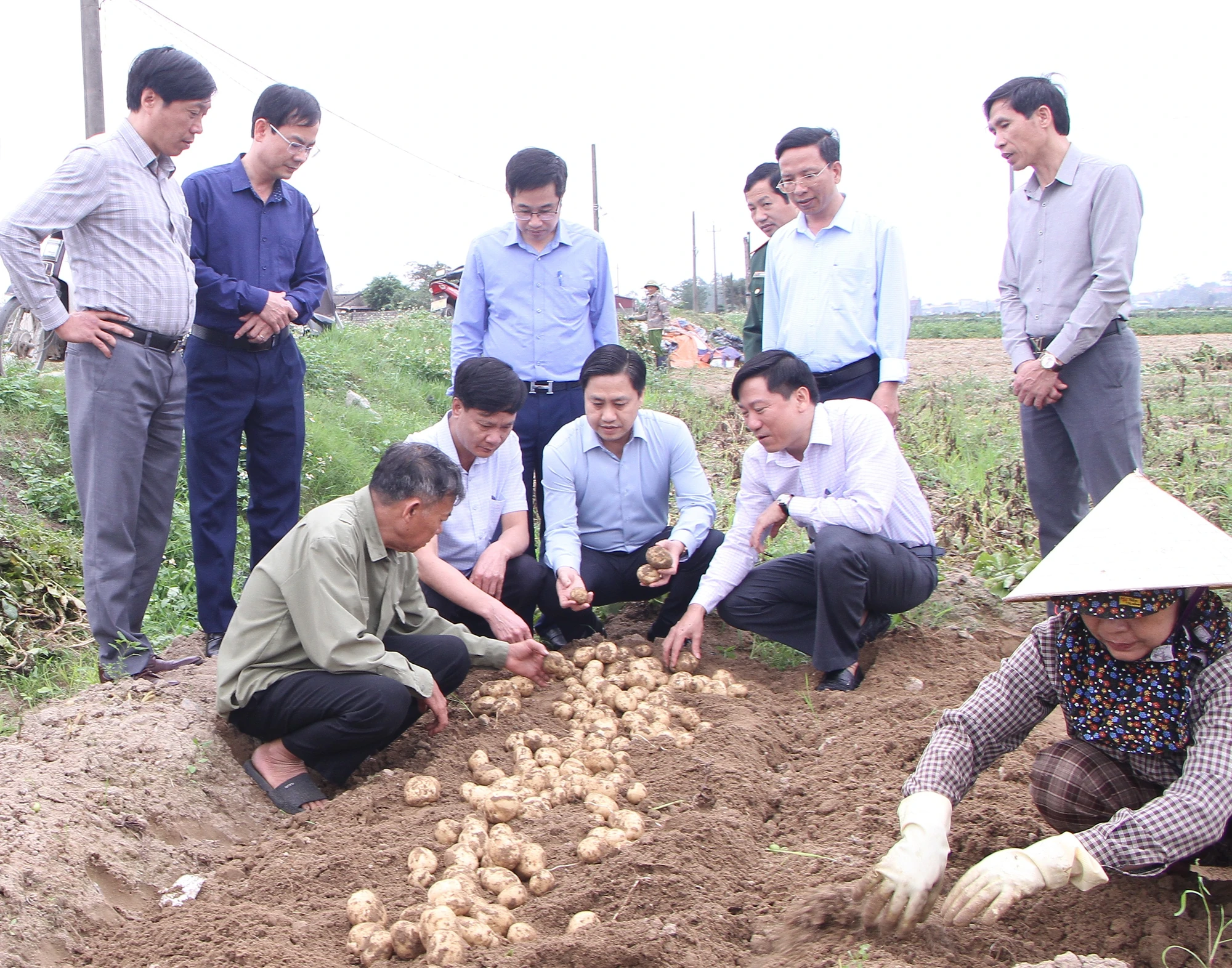 Đánh giá kết quả liên kết sản xuất khoai tây phục vụ chế biến tại xã Nga Sơn