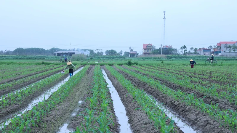 Từ nghị trường đến cuộc sống (Bài 2): Đô thị khởi sắc - nông thôn chuyển mình