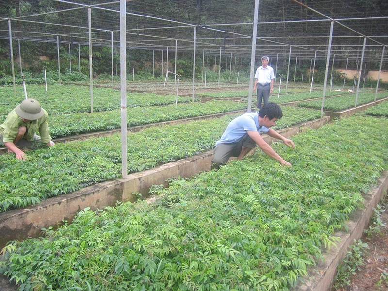 Cây lim xanh quý hiếm lan rộng trên vùng đồi xứ Thanh