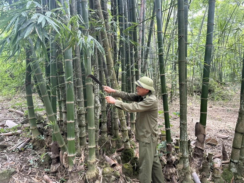 Trung Hạ hỗ trợ người dân nâng cao hiệu quả kinh tế rừng luồng