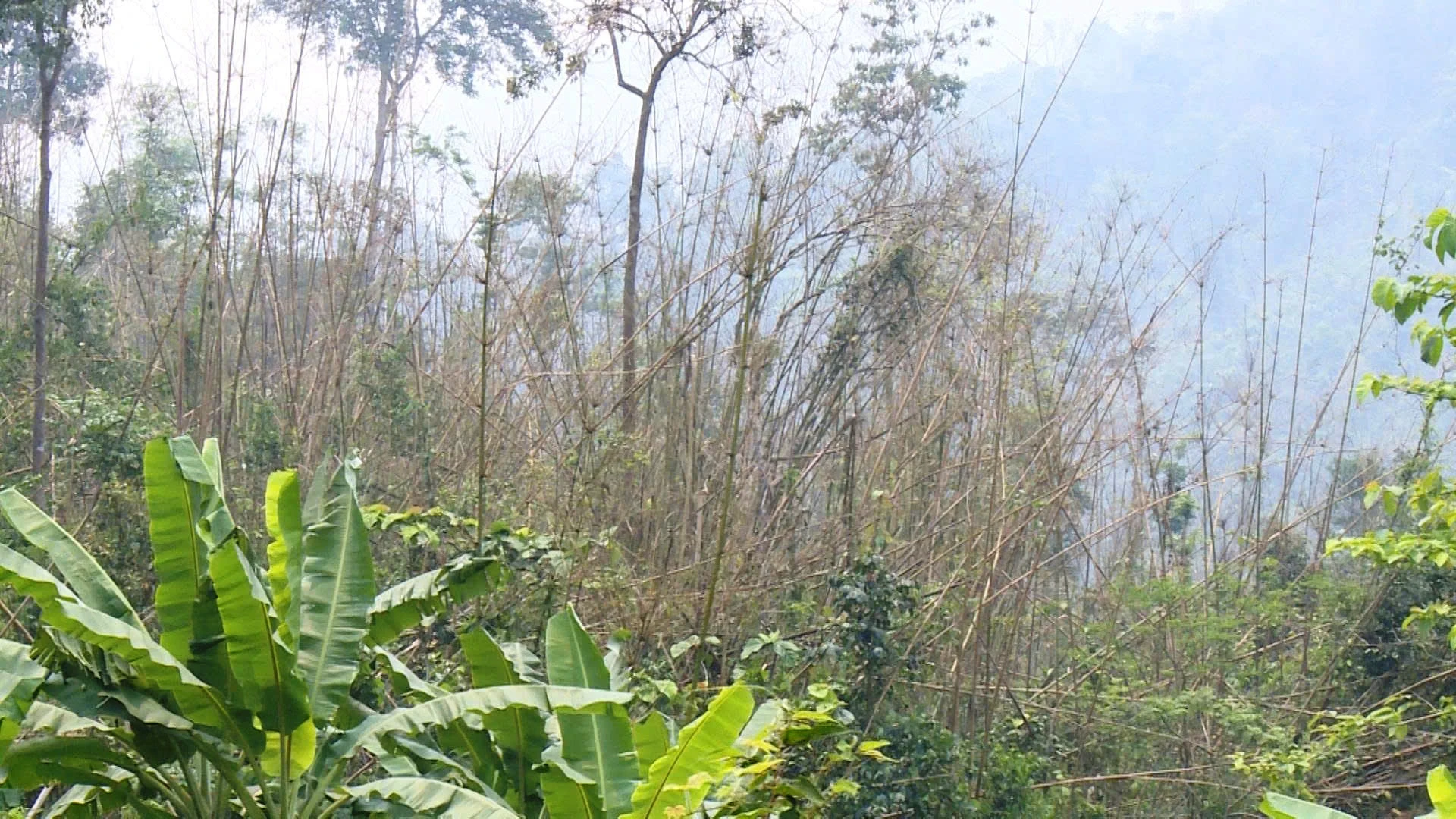 Chông chênh sinh kế do vầu chết hàng loạt