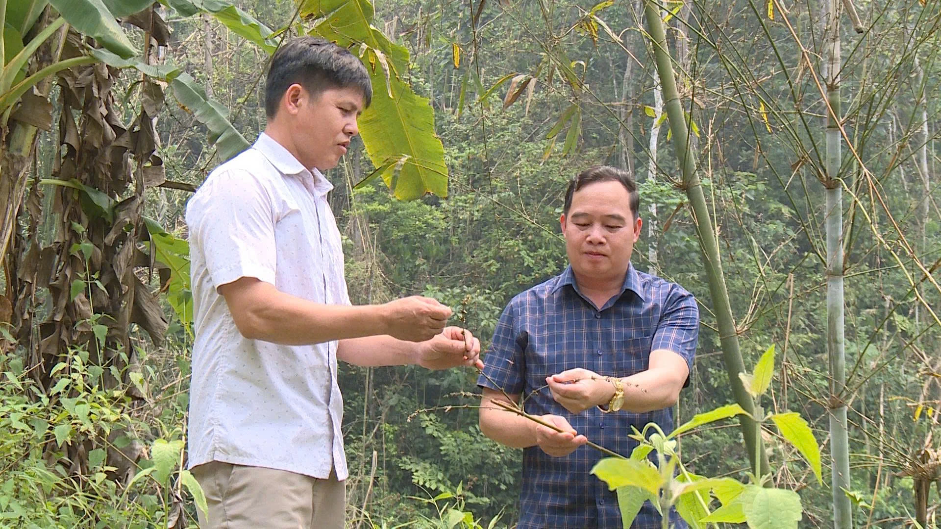 Chông chênh sinh kế do vầu chết hàng loạt