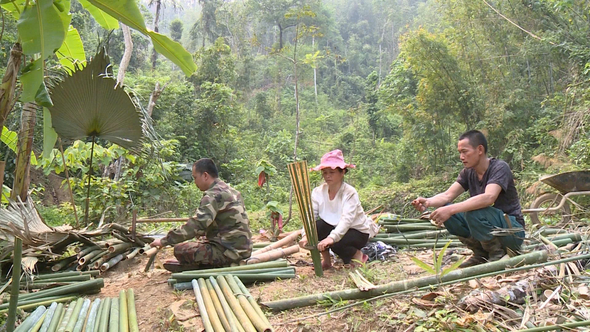 Chông chênh sinh kế do vầu chết hàng loạt