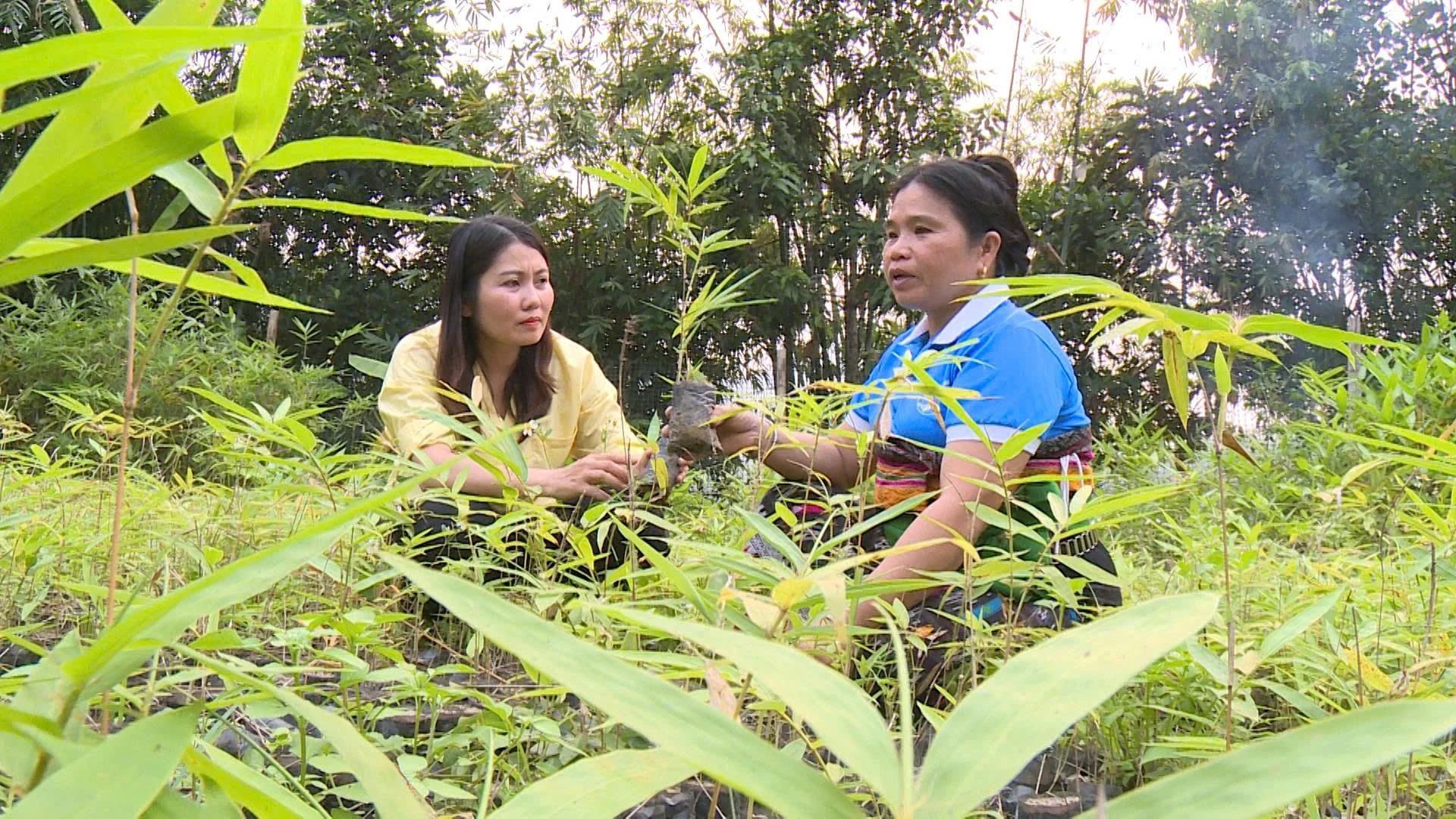 Chông chênh sinh kế do vầu chết hàng loạt