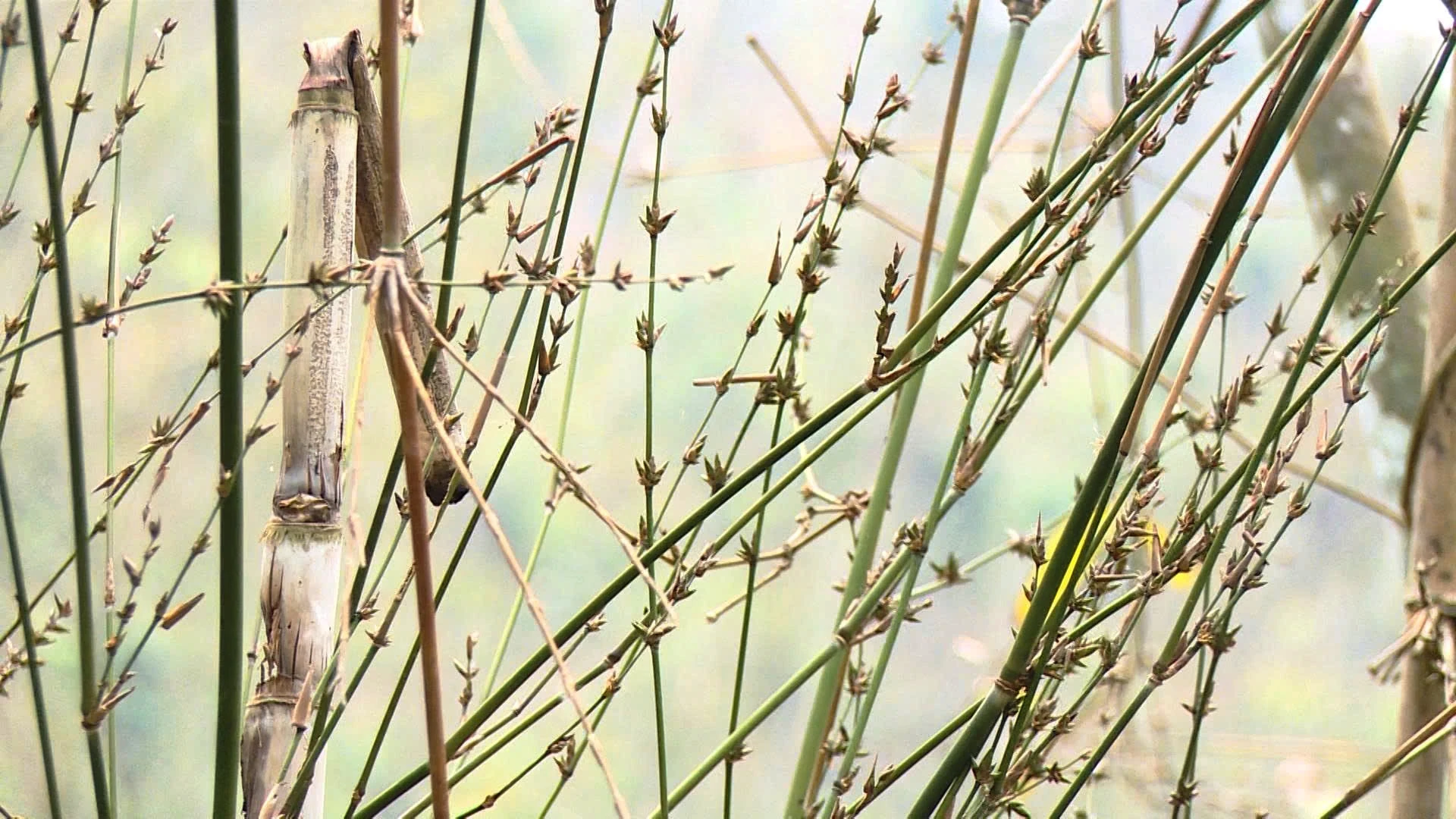 Chông chênh sinh kế do vầu chết hàng loạt