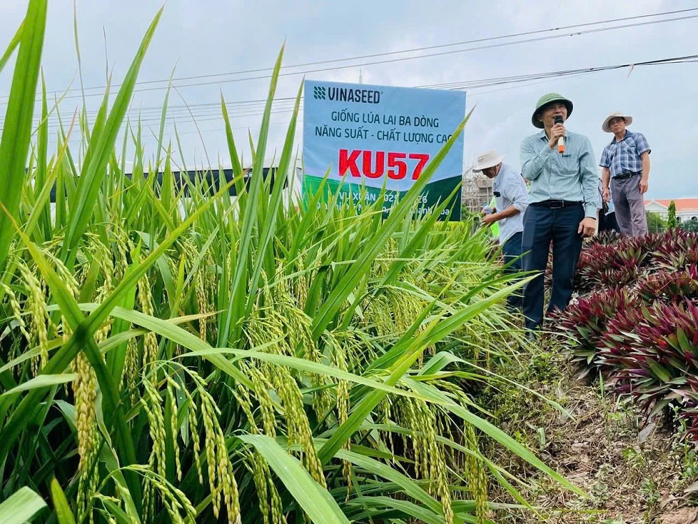 Hội thảo đầu bờ đánh giá mô hình giống lúa lai ba dòng KU57 và Thơm SUMO 86
