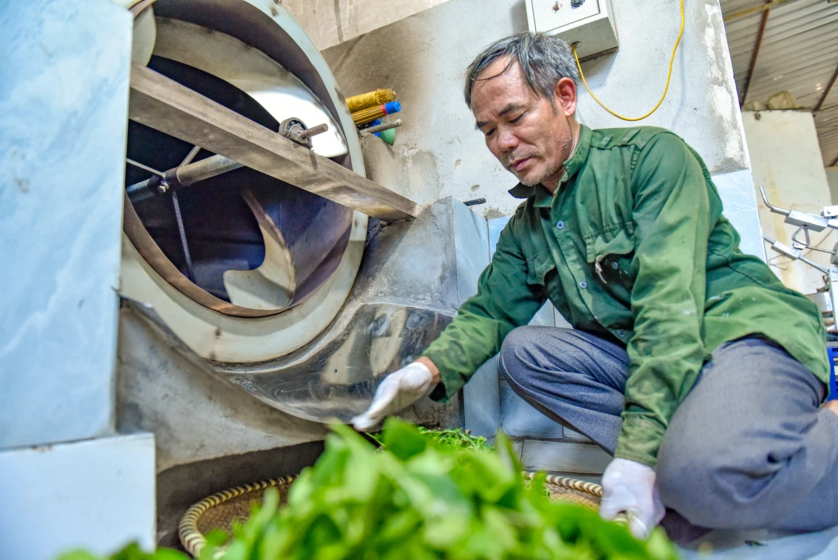Từ búp chè xanh trên đồi đến sản phẩm OCOP 4 sao