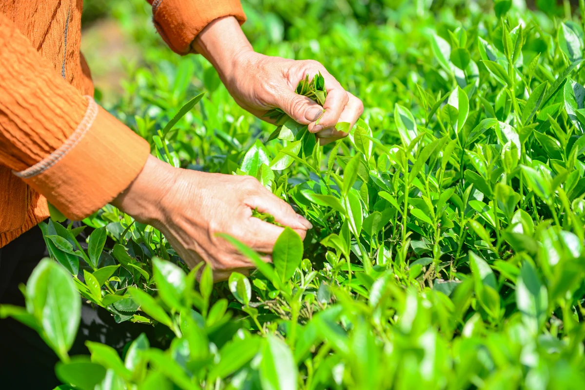 Từ búp chè xanh trên đồi đến sản phẩm OCOP 4 sao