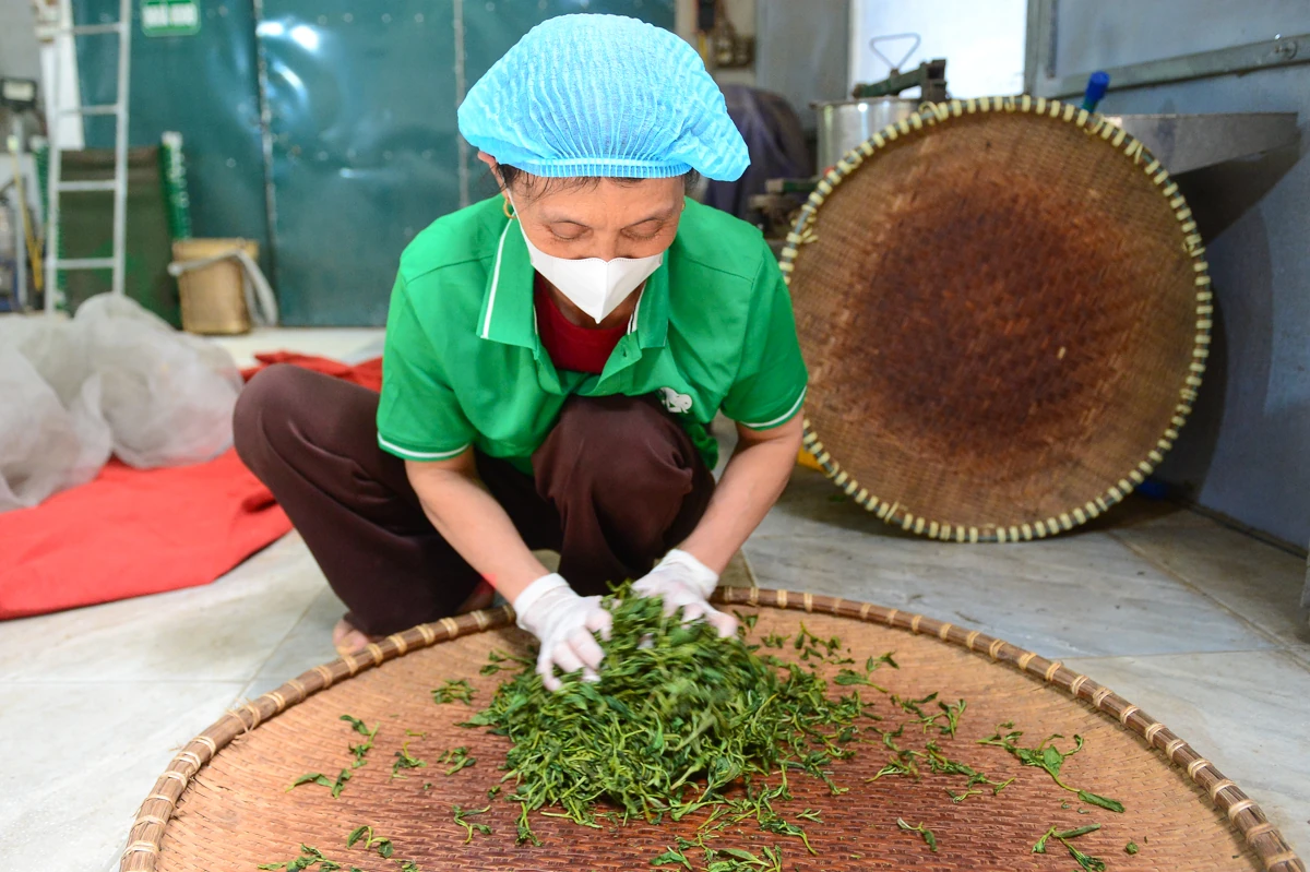Từ búp chè xanh trên đồi đến sản phẩm OCOP 4 sao