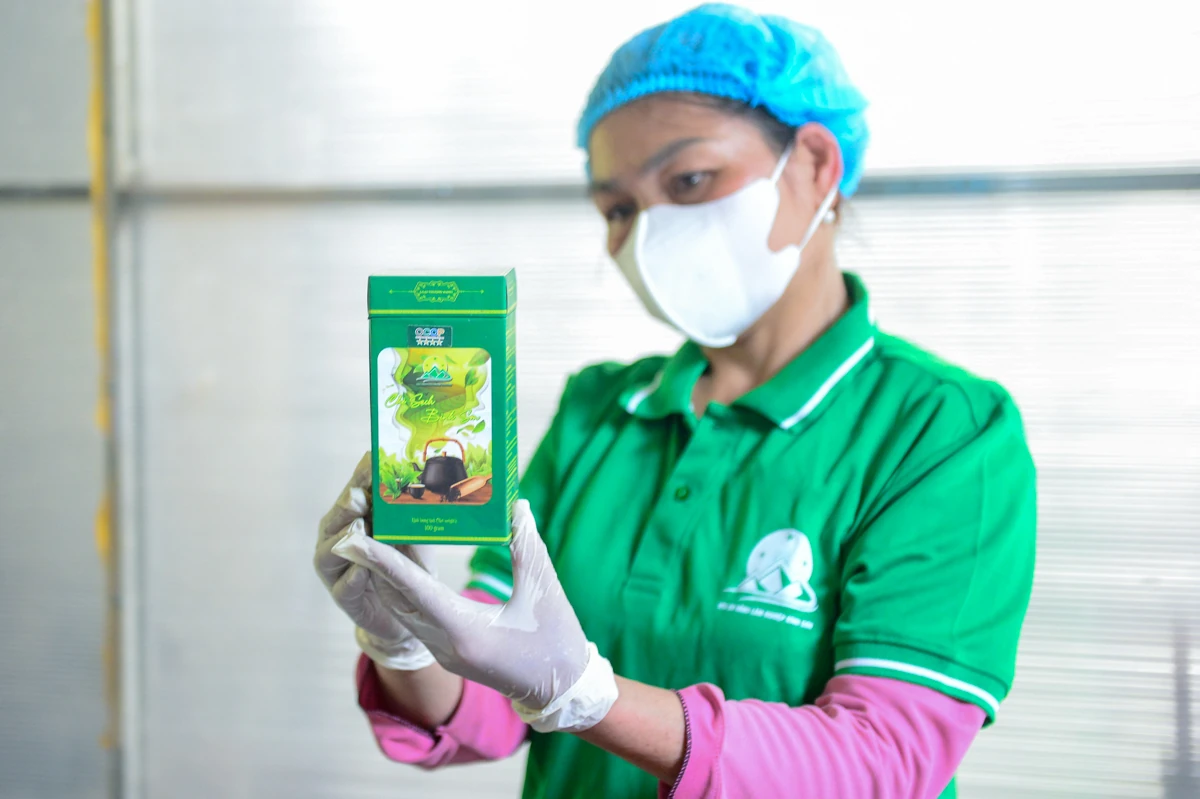 Từ búp chè xanh trên đồi đến sản phẩm OCOP 4 sao