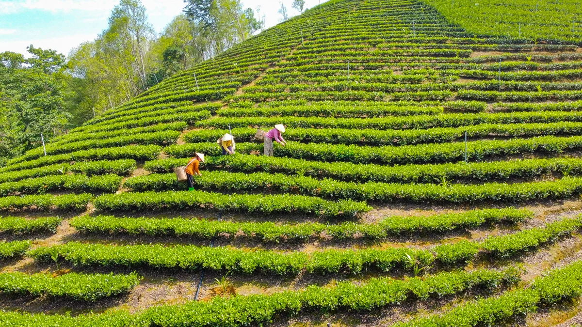 Từ búp chè xanh trên đồi đến sản phẩm OCOP 4 sao