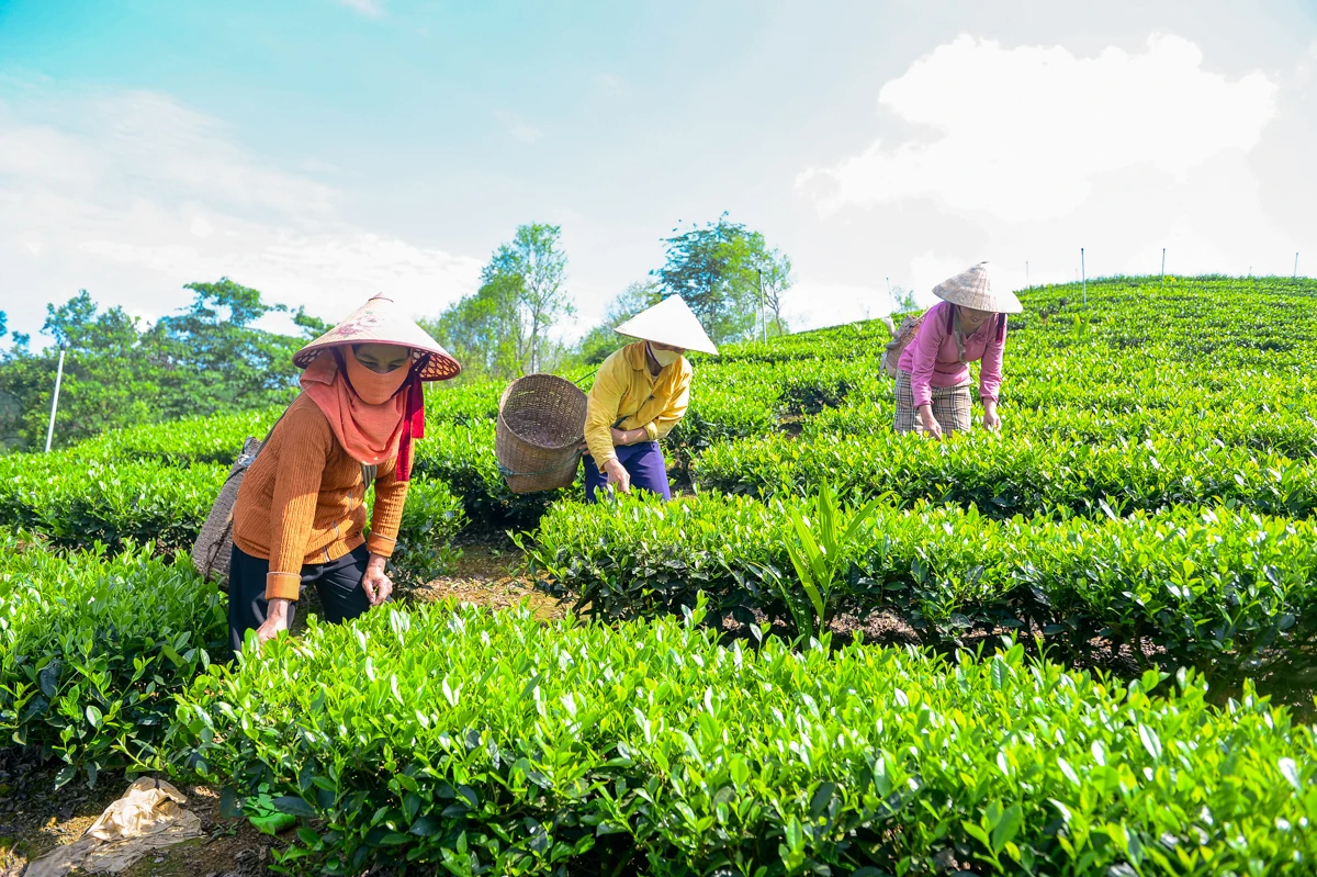 Từ búp chè xanh trên đồi đến sản phẩm OCOP 4 sao
