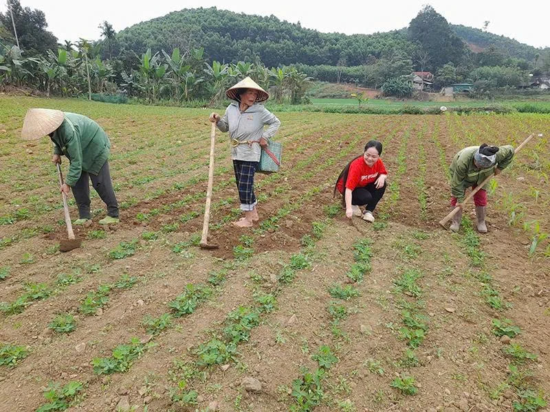Xây dựng vùng nguyên liệu phát triển bền vững sản phẩm OCOP