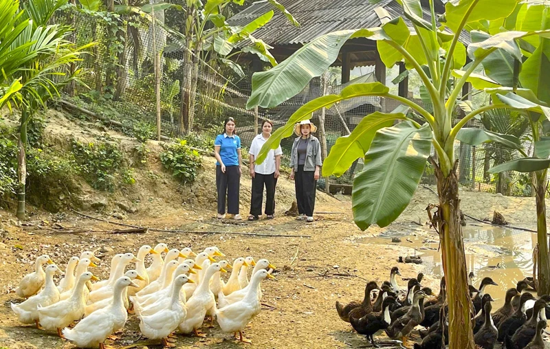 Tam Thanh phát triển kinh tế rừng, nâng cao thu nhập cho người dân