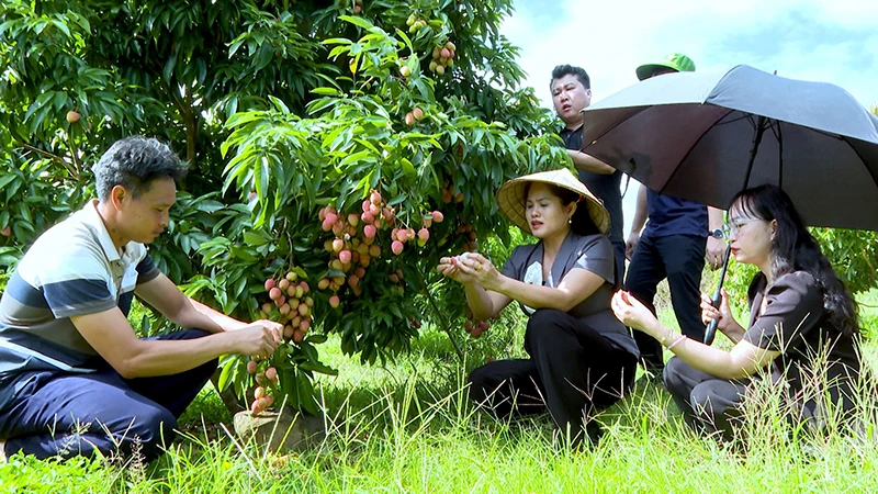 Quang Chiểu giảm nghèo thông tin, cải thiện đời sống người dân