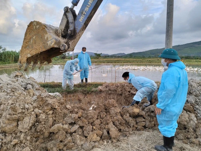 Kịp thời xử lý ổ dịch cúm gia cầm A/H5N1 tại xã Các Sơn